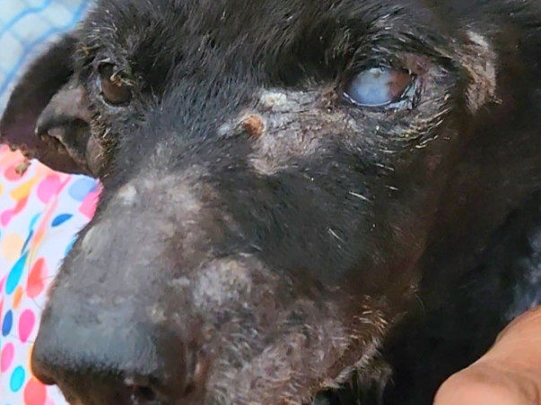 Help Bring Light in the world of these Suffering Animals