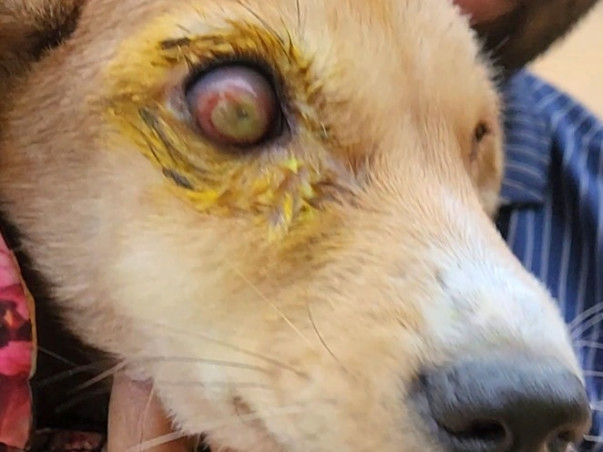 Help Bring Light in the world of these Suffering Animals