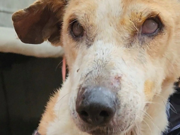 Help Bring Light in the world of these Suffering Animals
