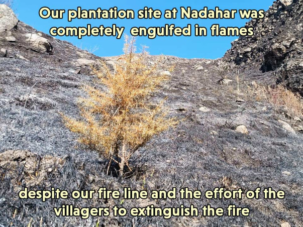 Roots for our future