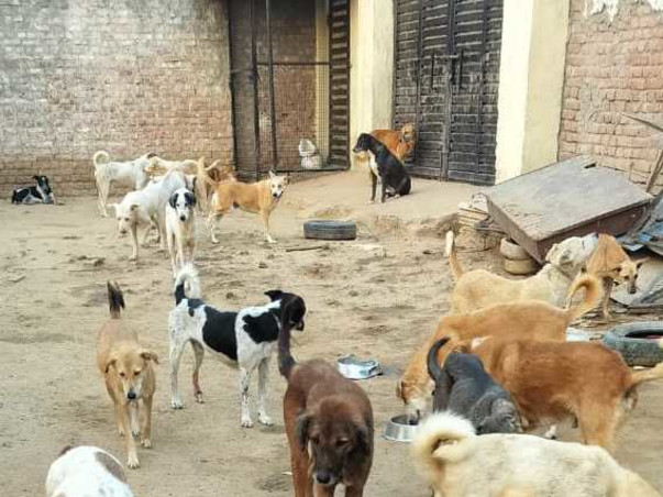 Help street dog 🙏