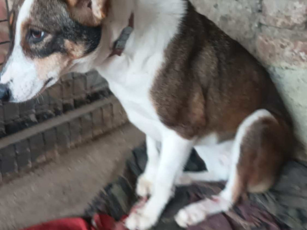 Help street dog 🙏