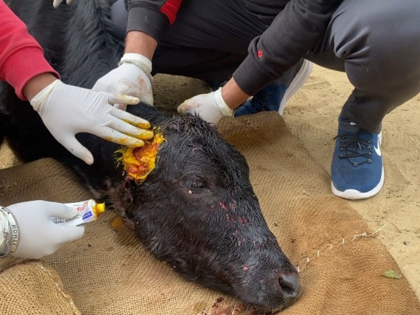 Help Bring Light in the world of these Suffering Animals