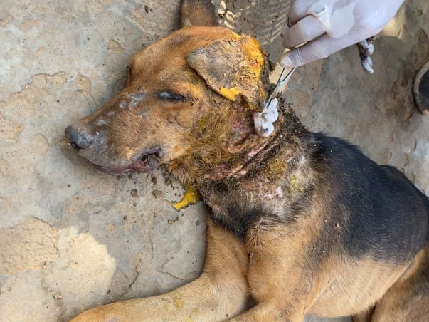 Help Bring Light in the world of these Suffering Animals