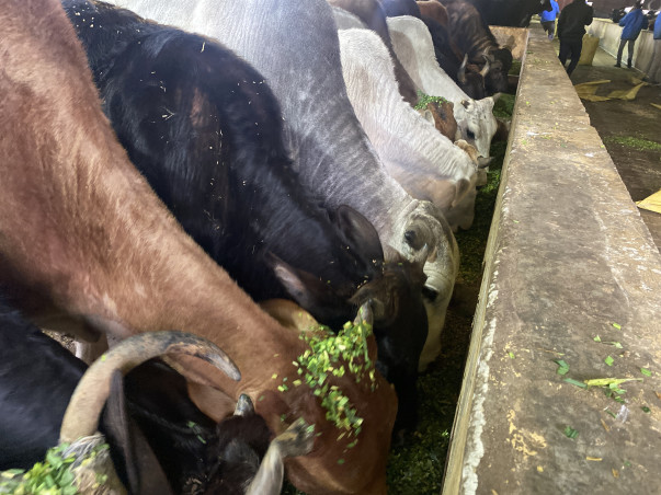 Help Bring Light in the world of these Suffering Animals