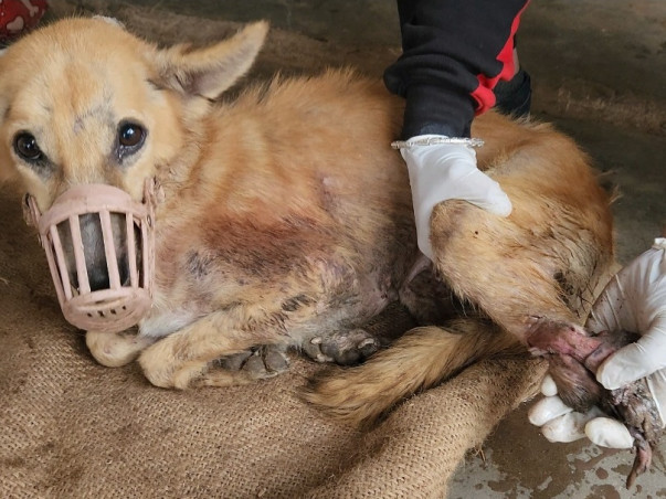 Help Bring Light in the world of these Suffering Animals