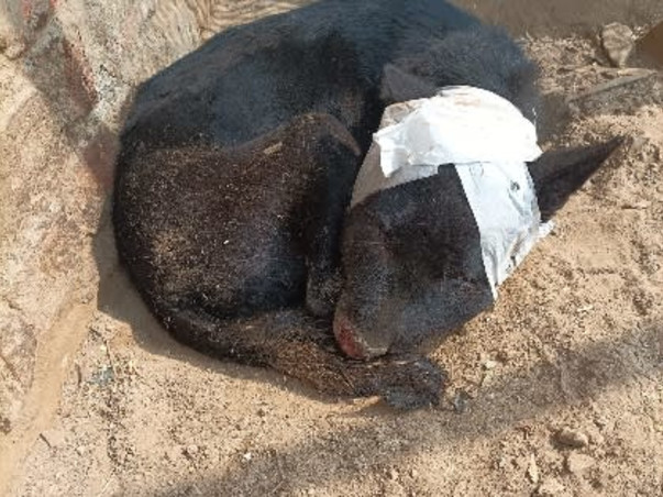 Help street dog 🙏