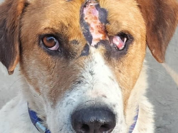 Help street dog 🙏