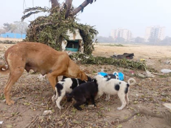 Help us create a shelter for stray animals!