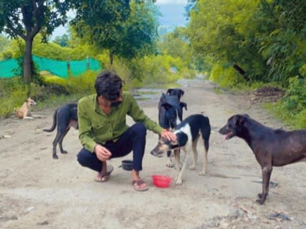 Help us create a shelter for stray animals!