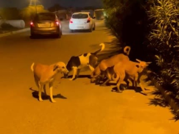 Help us create a shelter for stray animals!