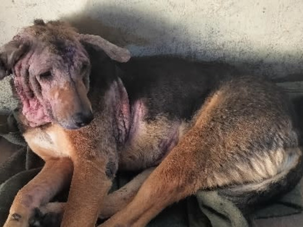 Help street dog 🙏