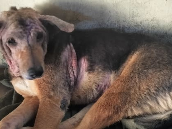 Help street dog 🙏
