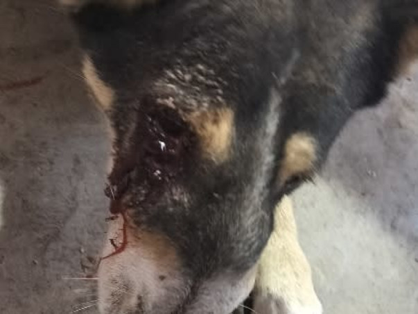 Help street dog 🙏