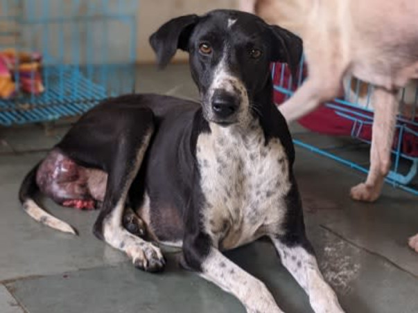 Help Aditi to rescue & shelter hundreds of street animals!