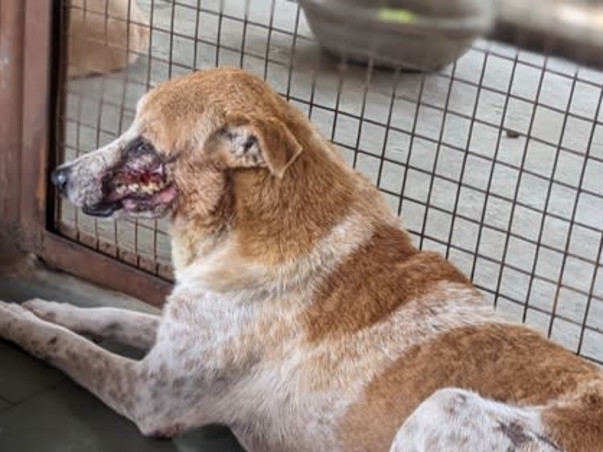 Help Aditi to rescue & shelter hundreds of street animals!