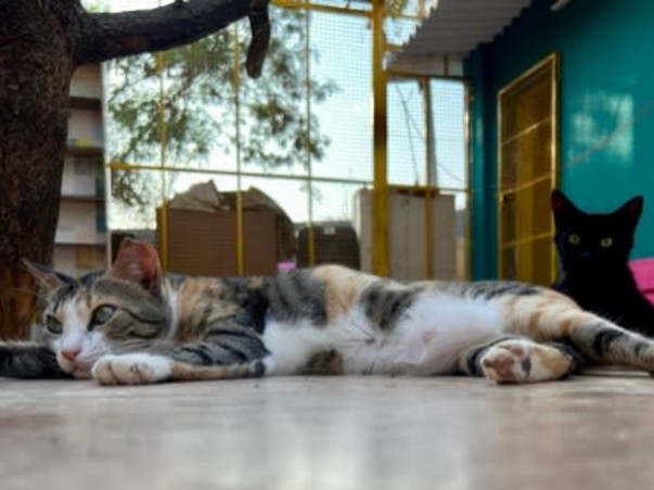 Help Aditi to rescue & shelter hundreds of street animals!