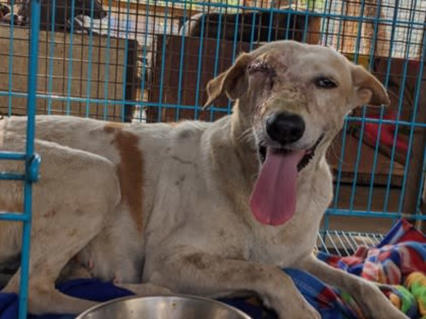 Help Aditi to rescue & shelter hundreds of street animals!