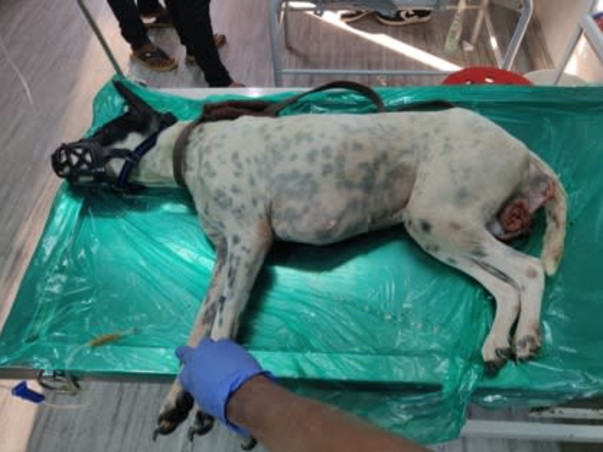 Help Aditi to rescue & shelter hundreds of street animals!