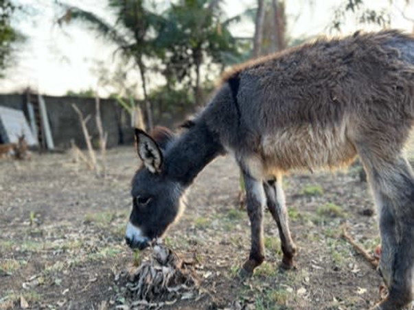 Help Aditi to rescue & shelter hundreds of street animals!