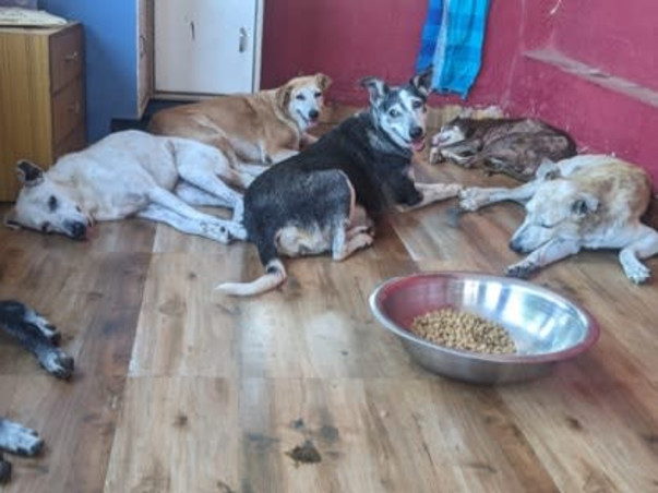 Help Aditi to rescue & shelter hundreds of street animals!