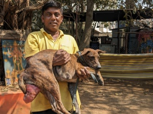 Help Aditi to rescue & shelter hundreds of street animals!