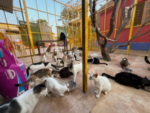 Help Aditi to rescue & shelter hundreds of street animals!