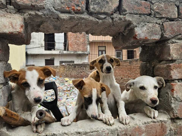 Community dog/cat sterilisations, vaccinations & rehabilitation!