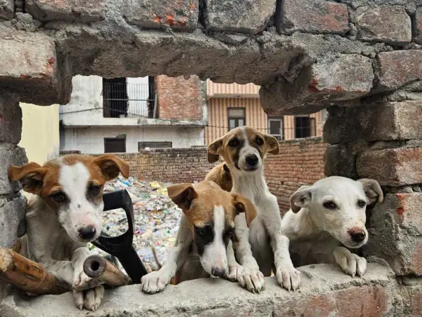 Community dog/cat sterilisations, vaccinations & rehabilitation!