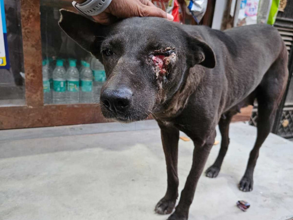 Community dog/cat sterilisations, vaccinations & rehabilitation!