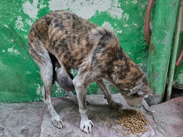 Community dog/cat sterilisations, vaccinations & rehabilitation!