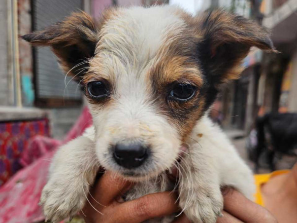 Community dog/cat sterilisations, vaccinations & rehabilitation!