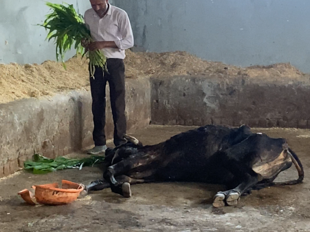 Help cows to fight with broken bones, starving & polythene in stomach