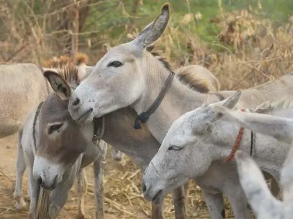 Support to Improve the lives of Working Donkeys in Maharashtra