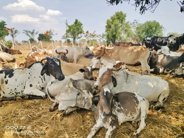 HELP "ANTYODAYA GORAKSHA" SAVE COWS 🙏  (Same Fundraiser Since 3/8/23)