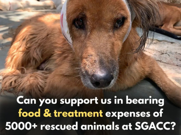 Support SGACC’s Rescued Animals