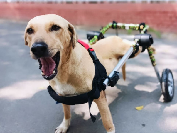 Save Disabled Animals