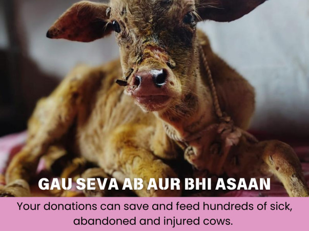 Support SGACC’s Rescued Animals