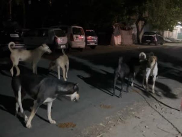 Help us create a shelter for stray animals!