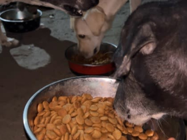 Help us create a shelter for stray animals!