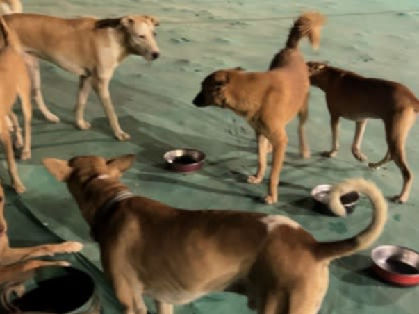 Help us create a shelter for stray animals!