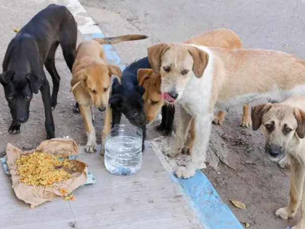 Save the strays