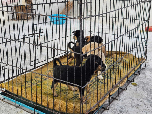 Help Us Give Stray Animals in Asansol a Second Chance!
