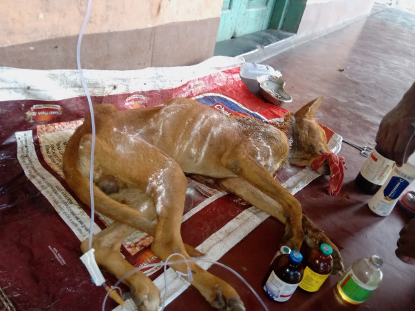 Help Us Give Stray Animals in Asansol a Second Chance!