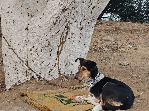 Help Us Give Stray Animals in Asansol a Second Chance!