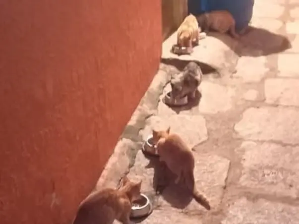 Help me feed stray cats/kittens and keep them safe
