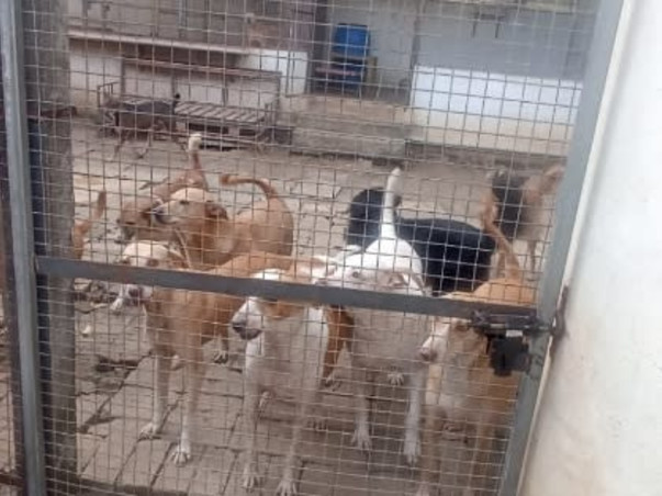 Home For Handicapped Senior Animals need help for food and maintenance