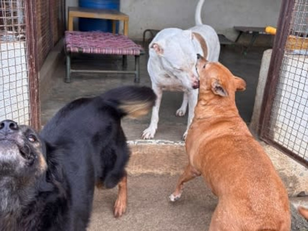 Home For Handicapped Senior Animals need help for food and maintenance