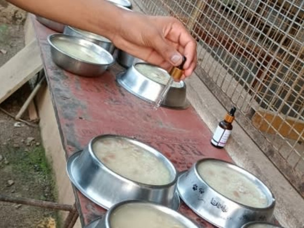 Home For Handicapped Senior Animals need help for food and maintenance