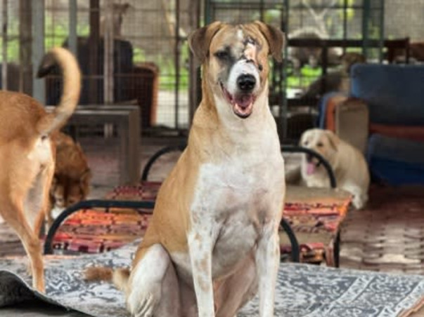 Aditi needs your help to feed & medicate 400 Rescued Dogs & Cats!